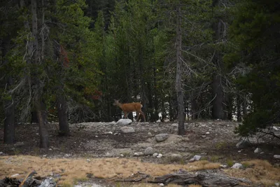 DSC_4466 (Large).JPG